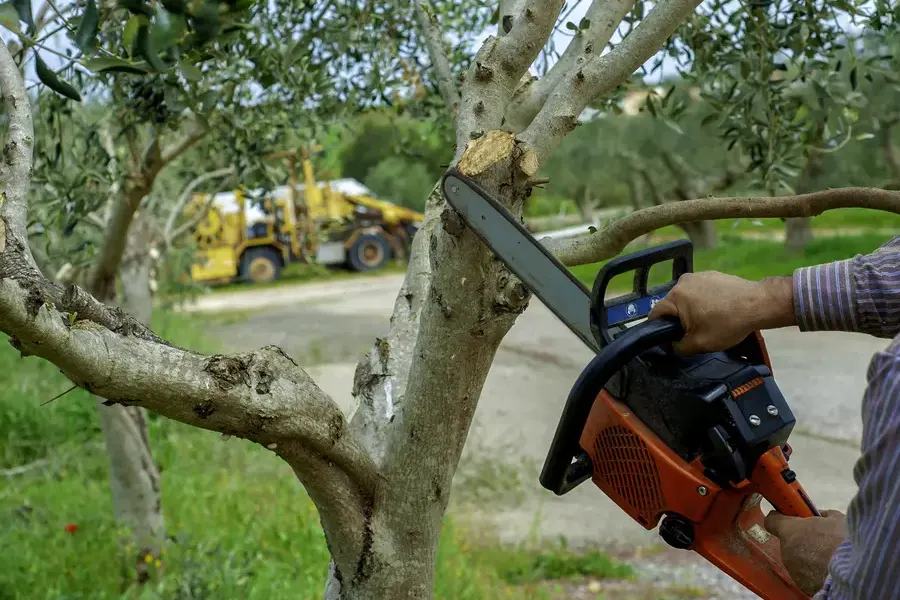 How Professional Tree Trimming Helps Prevent Tree Diseases Tomball, TX How Professional Tree Trimming Helps Prevent Tree Diseases Tomball, TX