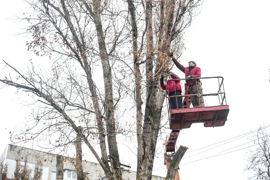 How Professional Tree Trimming Helps Prevent Tree Diseases in Tomball, TX How Professional Tree Trimming Helps Prevent Tree Diseases in Tomball, TX