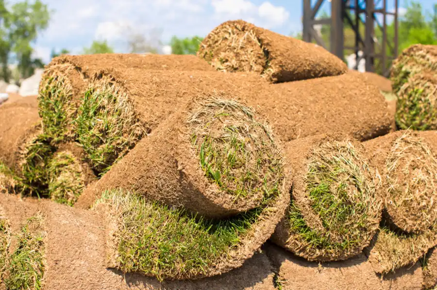 How Sod Installation Can Improve Your Propertys Value in Tomball, TX
