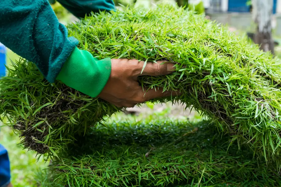 How Sod Installation Enhances Your Lawns Curb Appeal Tomball, TX