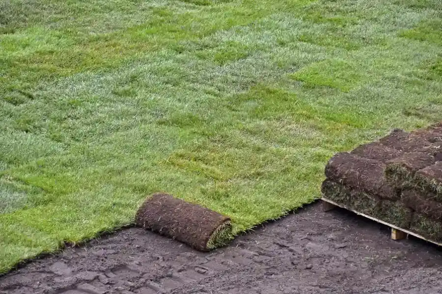 How Sod Installation Enhances Your Lawns Curb Appeal in Tomball, TX