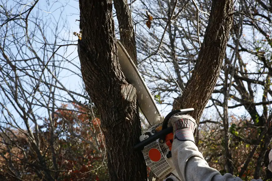 How Tree Removal Can Prevent Future Property Damage Tomball, TX