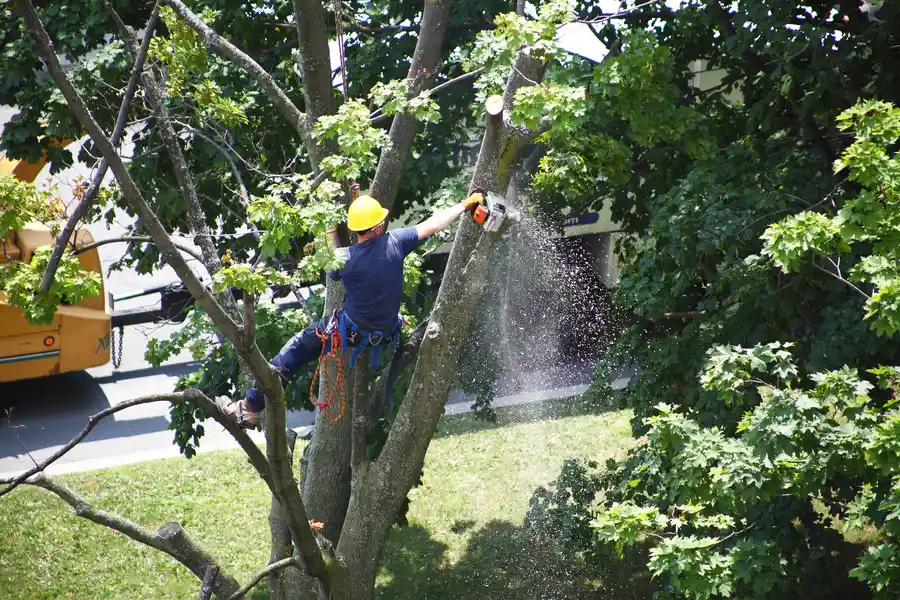 How Tree Removal Can Prevent Future Property Damage in Tomball, TX