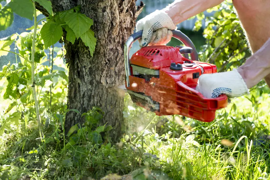 How Tree Removal Prevents Damage To Nearby Structures in Tomball, TX