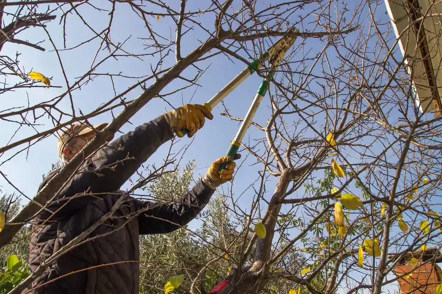 The Role Of Tree Trimming In Managing Tree Diseases Tomball, TX