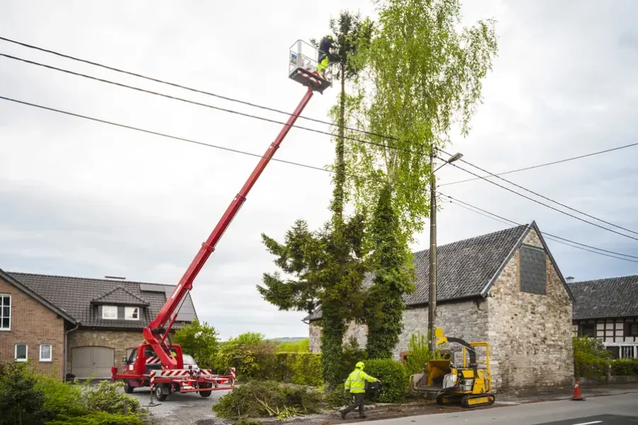 The Role Of Tree Trimming In Managing Tree Diseases in Tomball, TX