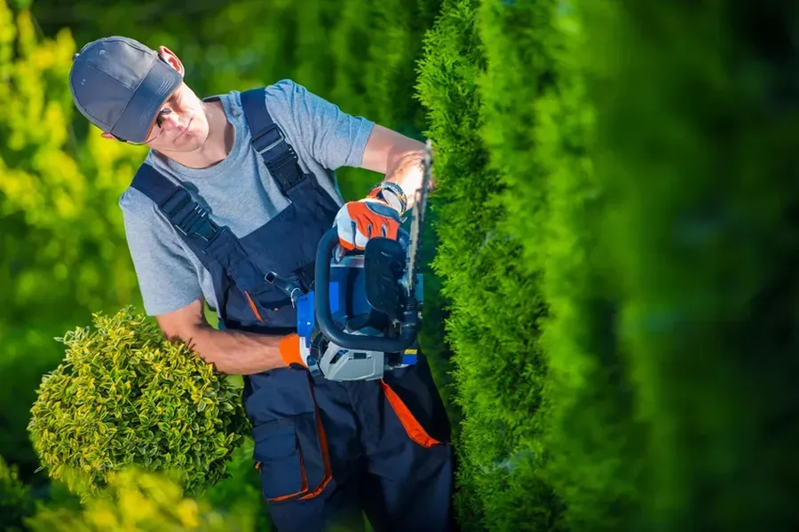 Why Seasonal Hedge Trimming Improves Plant Longevity in Tomball, TX Why Seasonal Hedge Trimming Improves Plant Longevity in Tomball, TX