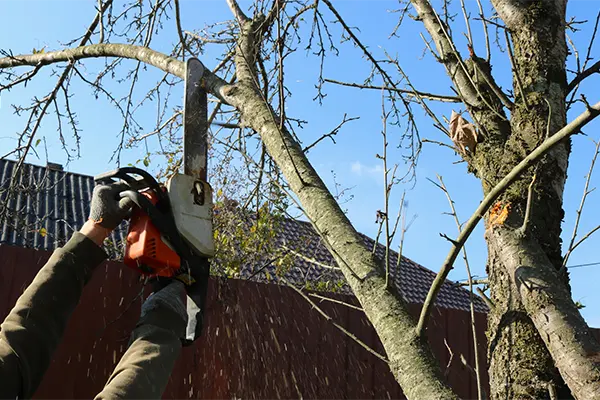 Tree Trimming